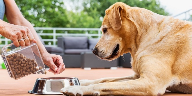 The Gradual Switch: Helping Your Dog Eat New Food