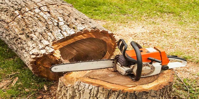 What are the significant factors about tree cutting