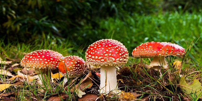 The Miraculous Benefits of Medicinal Mushrooms