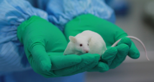 Introducing the Humanized Mouse: Your Best Friend in the Lab
