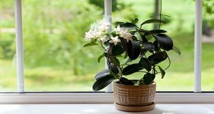 The top indoor plants for reducing anxiety and promoting relaxation