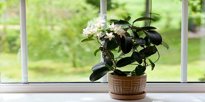 The top indoor plants for reducing anxiety and promoting relaxation